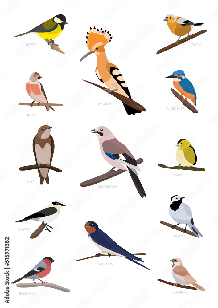 Foto Birds collection