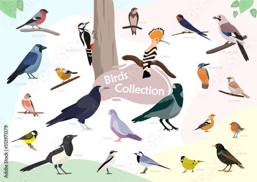 Birds collection