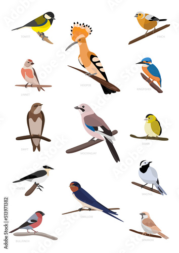 Fotografie Birds collection