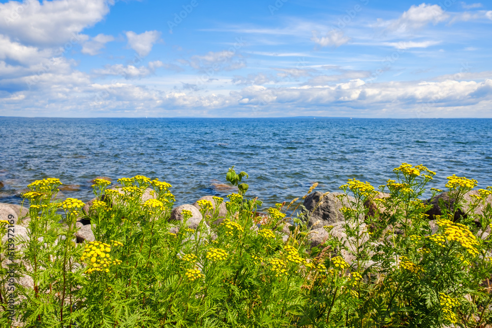 Lake view with blooming Tansy flowers on the beach