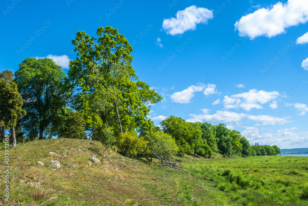 Lush trees on a ridge