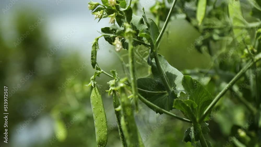 The green peas in the vegetable garden, agricultural field with ripe peas The green peas in the vegetable garden, agricultural field with ripe peas