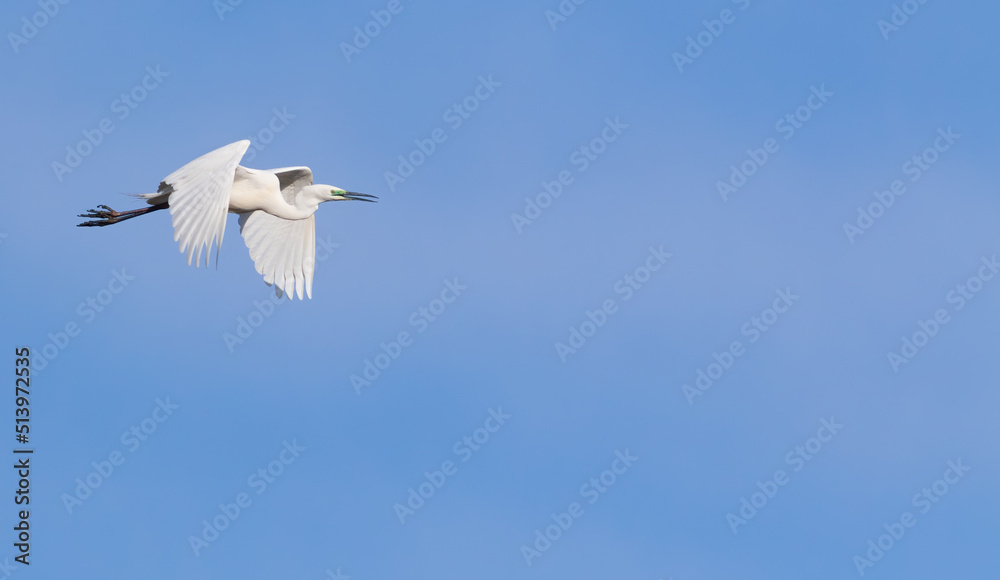 Fototapeta premium Great egret, Ardea alba. A bird flies against a blue sky