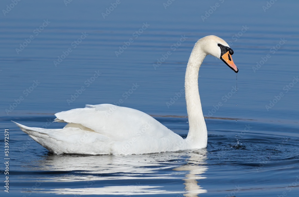 Mute swan, Cygnus olor. A bird floats on the river Mute swan, Cygnus olor. A bird floats on the river