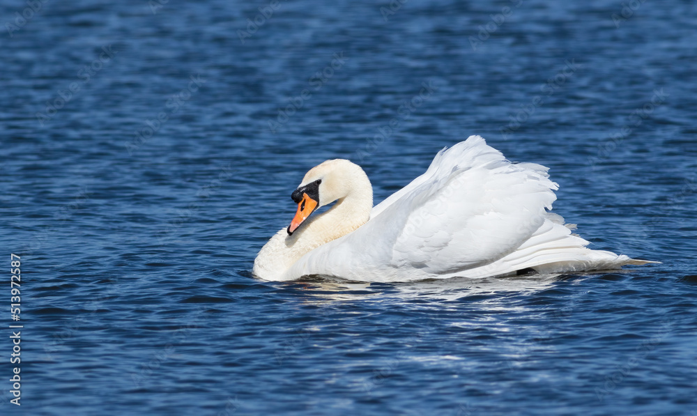 Obraz premium Mute swan, Cygnus olor. The male ducks his head to his body and swims down the river to chase away his rival