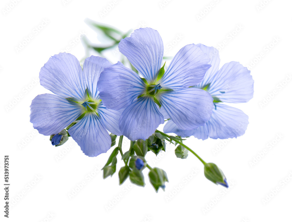 Fototapeta premium Flax flowers isolated on white background. Blue common flax, linseed or linum usitatissimum.