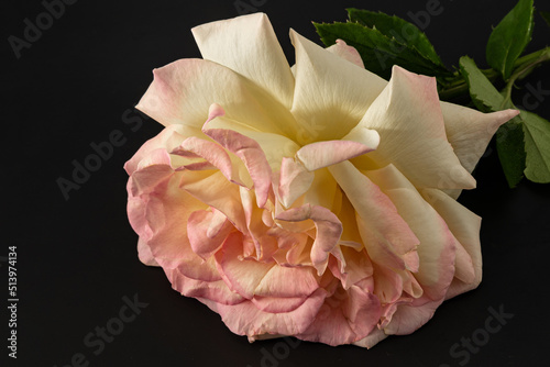 Rose photographed against a dark background in studio