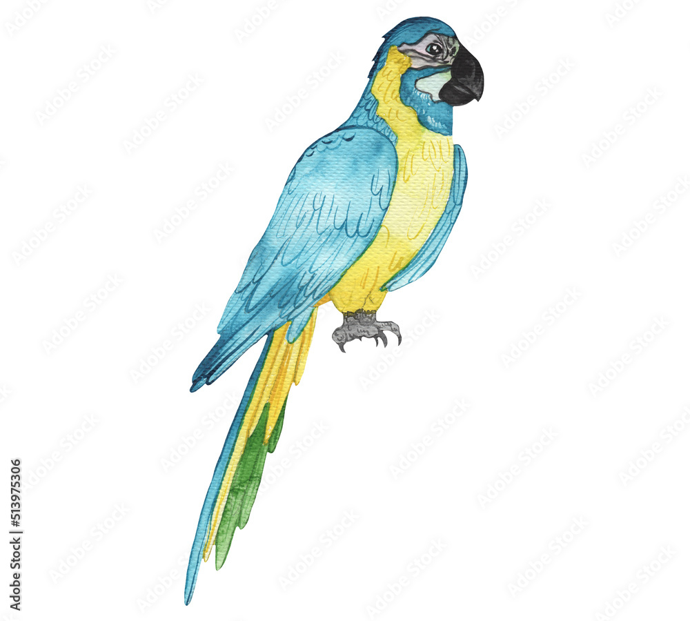 Safari animal. Hand drawn by watercolor. Parrot. Cartoon style. Cute kids animal. Isolated on white background