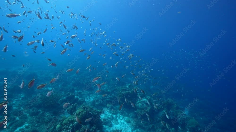 4K 120 fps Super Slow Motion: Seascape with School of Fish in the coral reef of the Caribbean Sea, Curacao 4K 120 fps Super Slow Motion: Seascape with School of Fish in the coral reef of the Caribbean Sea, Curacao