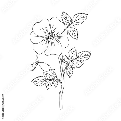 Wild rose, briar brunch, hand drawn dogrose berry vector illustration isolated on white background, decorative rosehip line art element for design cosmetic, natural medicine, herbal tea, health food