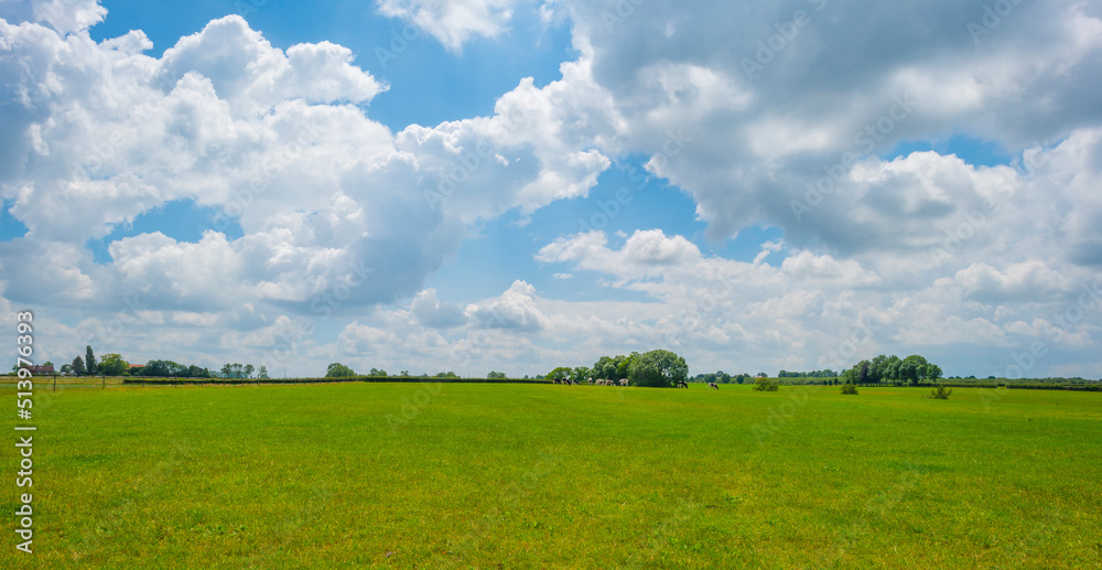 Fields and vegetables in a green hilly grassy landscape under a blue sky in sunlight in spring, Voeren, Limburg, Belgium, June, 2022 Fields and vegetables in a green hilly grassy landscape under a blue sky in sunlight in spring, Voeren, Limburg, Belgium, June, 2022