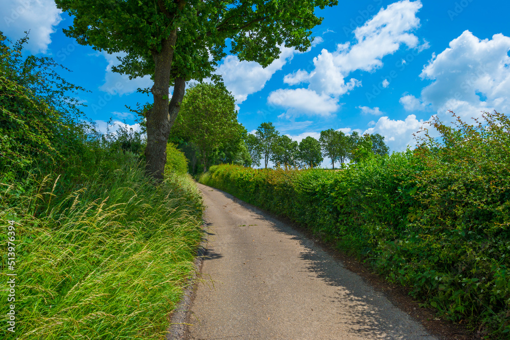 Fields and vegetables in a green hilly grassy landscape under a blue sky in sunlight in spring, Voeren, Limburg, Belgium, June, 2022 Fields and vegetables in a green hilly grassy landscape under a blue sky in sunlight in spring, Voeren, Limburg, Belgium, June, 2022