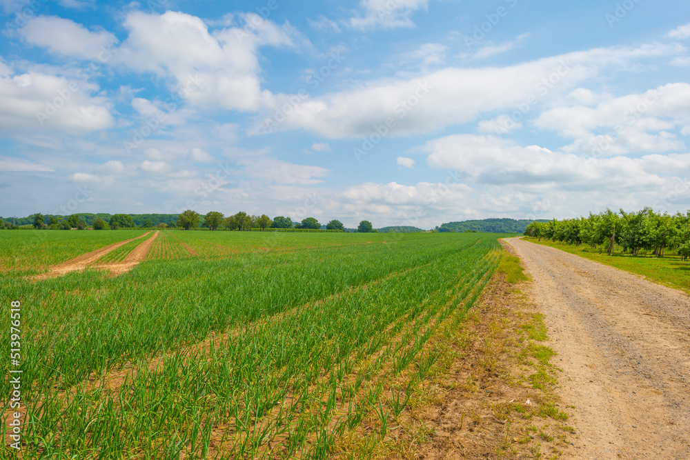 Fields and trees in a green hilly grassy landscape under a blue sky at sunset in spring, Voeren, Limburg, Belgium, June, 2022