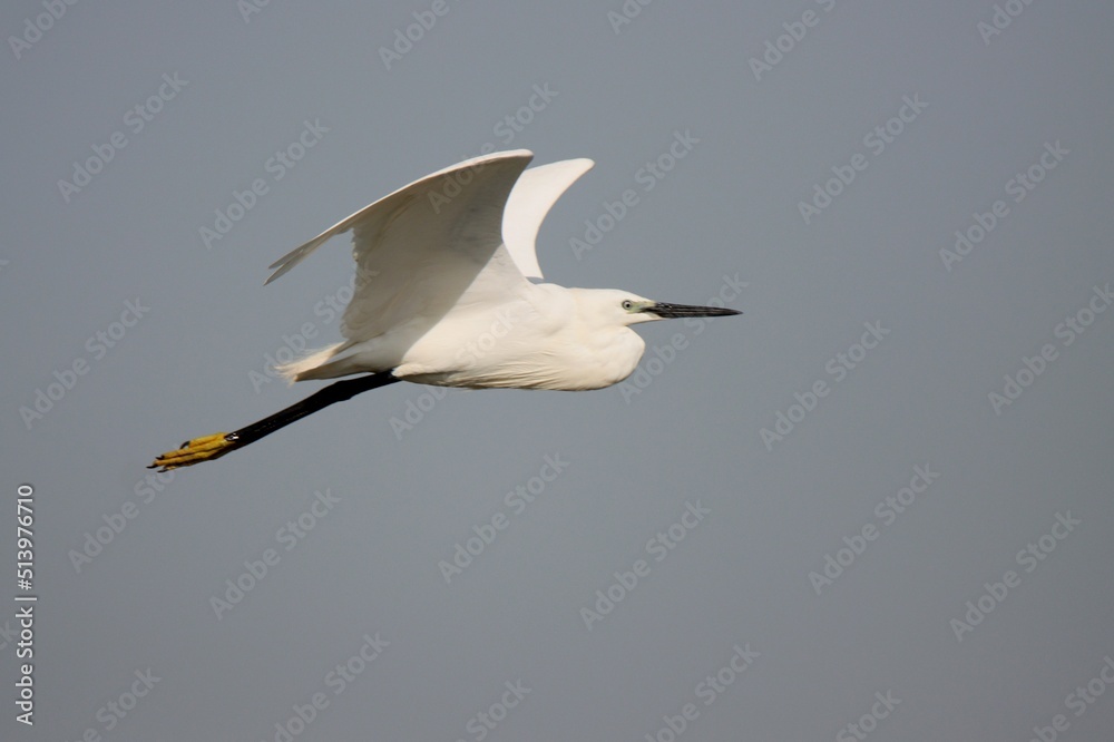 Fototapeta premium Little egret flight