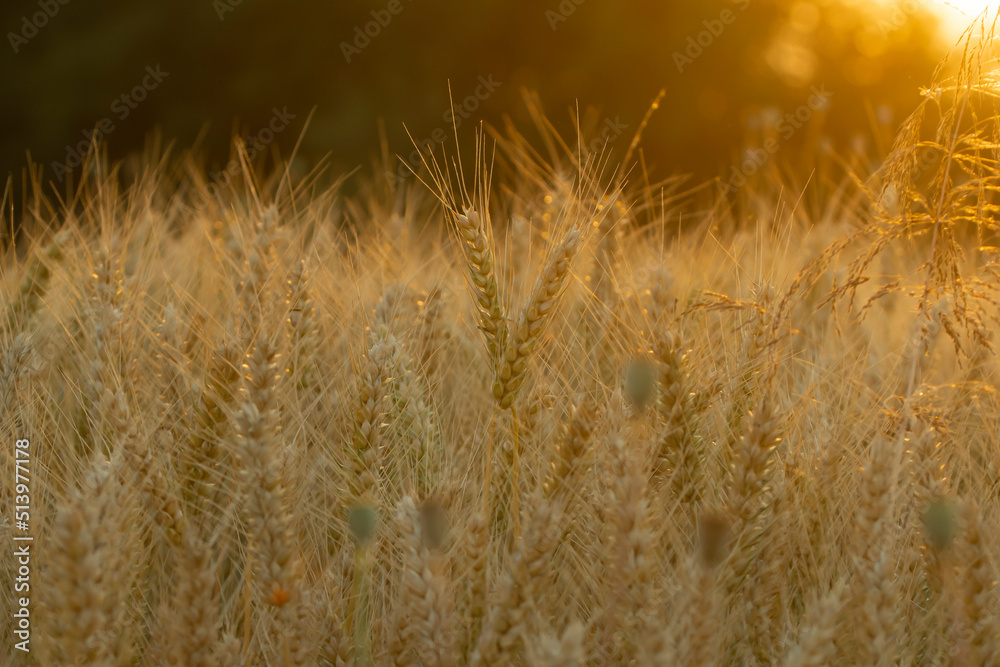 Fototapeta premium Reifer Weizen in der Abendsonne