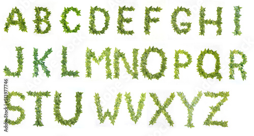 Letters from decorative ivy on a white background. Ivy leaf letters. Leaves alphabet. Font made from leaves on a white background