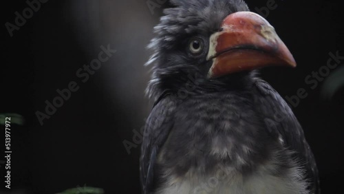 Crowned hornbill. Tockus alboterminatus is sitting on a branch photo