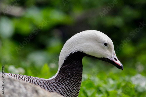 Emperor Goose, Anser canagicus close up