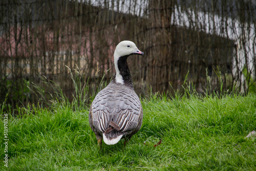 Emperor Goose, Anser canagicus close up