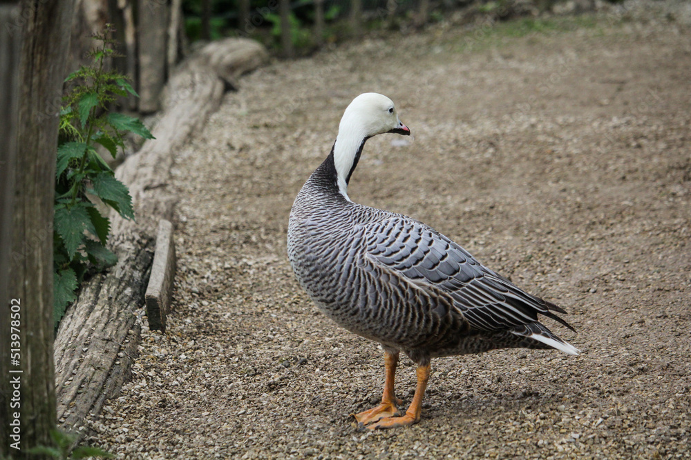 Obraz premium Emperor Goose, Anser canagicus close up
