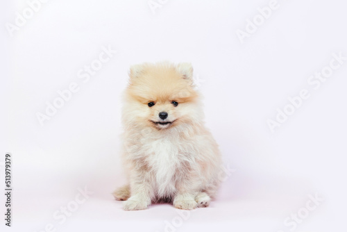 Cute pomeranian puppy on a white background.
