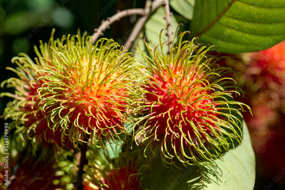 Rambutan on tree, Tropical fruit, Rambutan tree background, Orchard fruit, Rambutan from thailand Rambutan on tree, Tropical fruit, Rambutan tree background, Orchard fruit, Rambutan from thailand