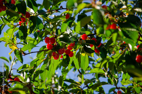 Red ripe cherries on a tree. Green leaves, blue sky. Red ripe fruit