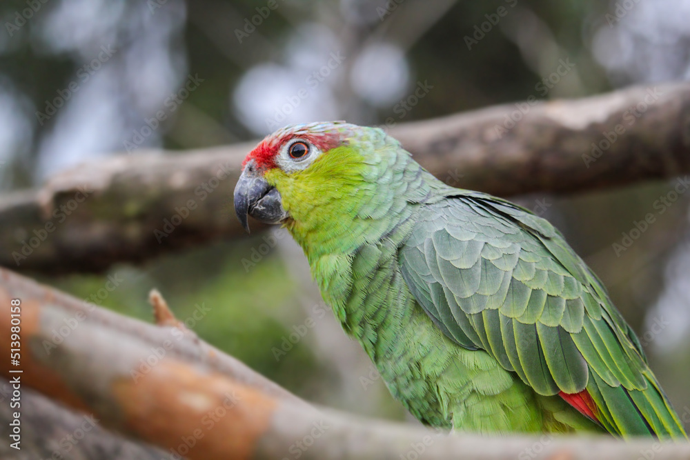 Mexican Red Head Amazon. Red-Crowned Amazon