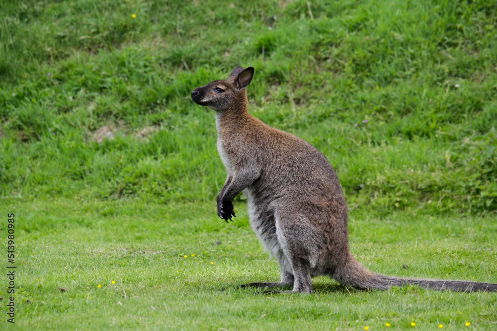 Red-necked wallaby. Macropus rufogriseus, also known as the Bennett's wallaby. Red-necked wallaby. Macropus rufogriseus, also known as the Bennett's wallaby.