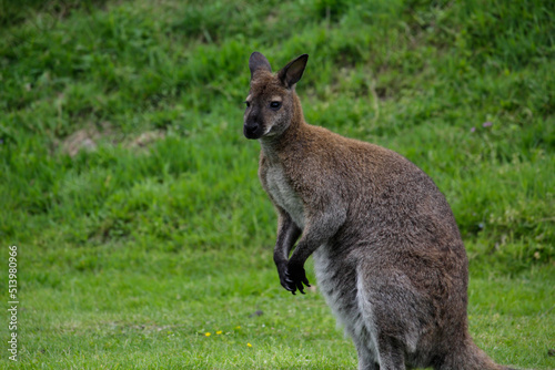 Red-necked wallaby. Macropus rufogriseus, also known as the Bennett's wallaby.