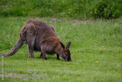 Red-necked wallaby. Macropus rufogriseus, also known as the Bennett's wallaby.