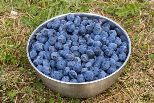 Blueberries in a cup stand on the grass, berry harvest in summer. Dessert and proper nutrition. The concept of vitamins, proper nutrition, farm, agriculture, cultivation, market. High quality photo