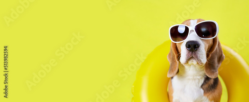 A beagle dog wearing sunglasses and an inflatable swimming circle on yellow background. Banner. The concept of a summer holiday by the sea. Copy space.