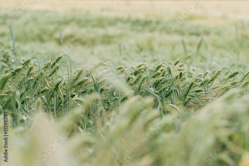 close up of green oat field