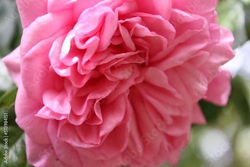 Rosa Rosen in Nahaufnahme. Foto der K  nigin der Blumen. Ein buschiger Baum mit rosa Bl  ten. Rosenknospen sind von gr  nen Bl  ttern umgeben. Die nat  rliche Umgebung ist im Hintergrund des Bildes. Garten