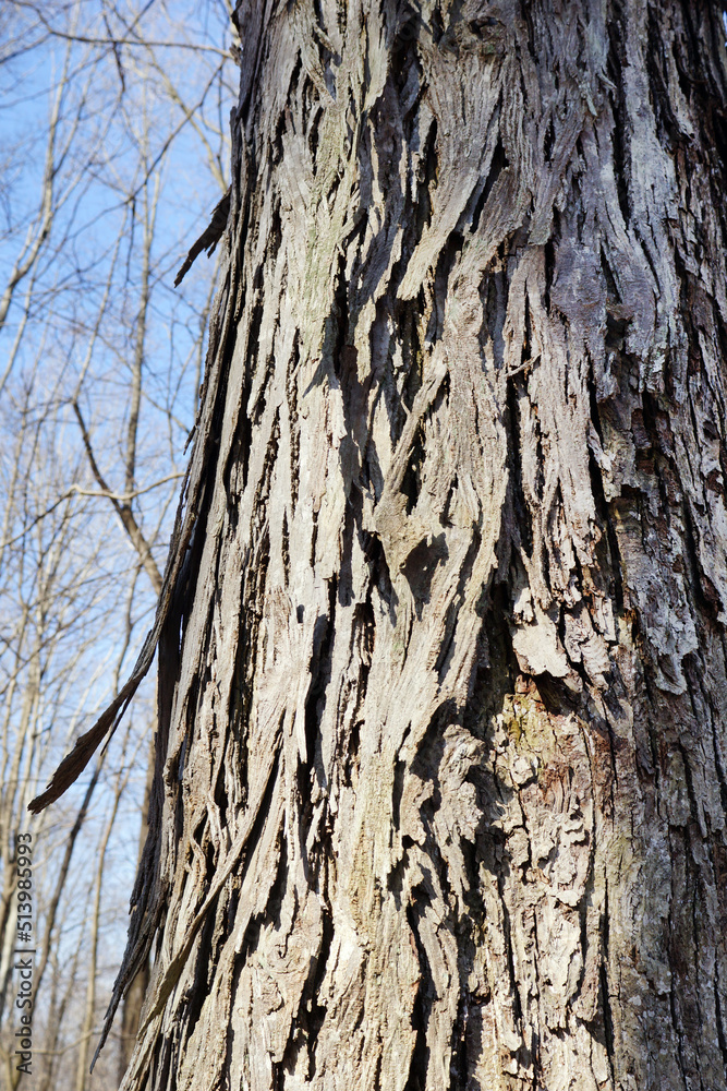 The exfoliating batk of shagbark hickory (Carya ovata)