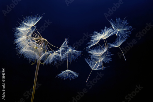 dandelion seeds fly from a flower on a dark background. botany and bloom growth propagation