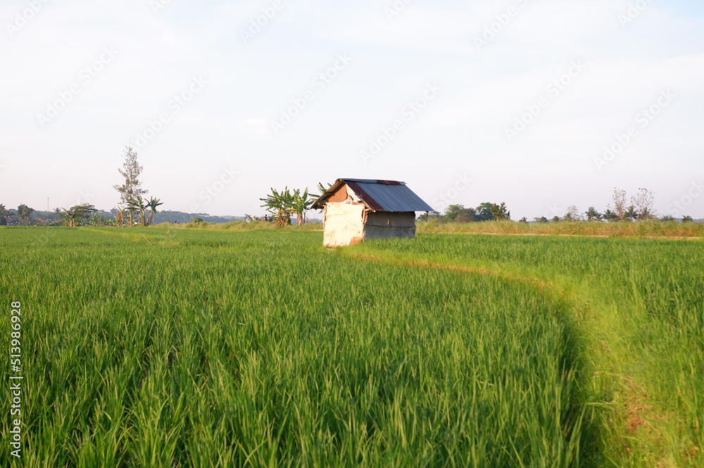house in the field , farm house and rice field look imaging. or gubug tempat istirahat petani di tengah sawah yang hijau