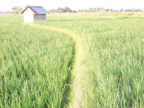 green wheat field, farm house and rice field look imaging. or gubug tempat istirahat petani di tengah sawah yang hijau