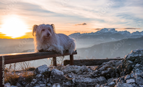 Small white dog resting on top of the hill at sunset