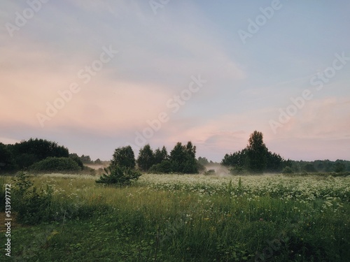 Morning mist over the field. Summer foggy landscape with blooming meadow and forest. Evening on nature with pink dreamy clouds with fog.