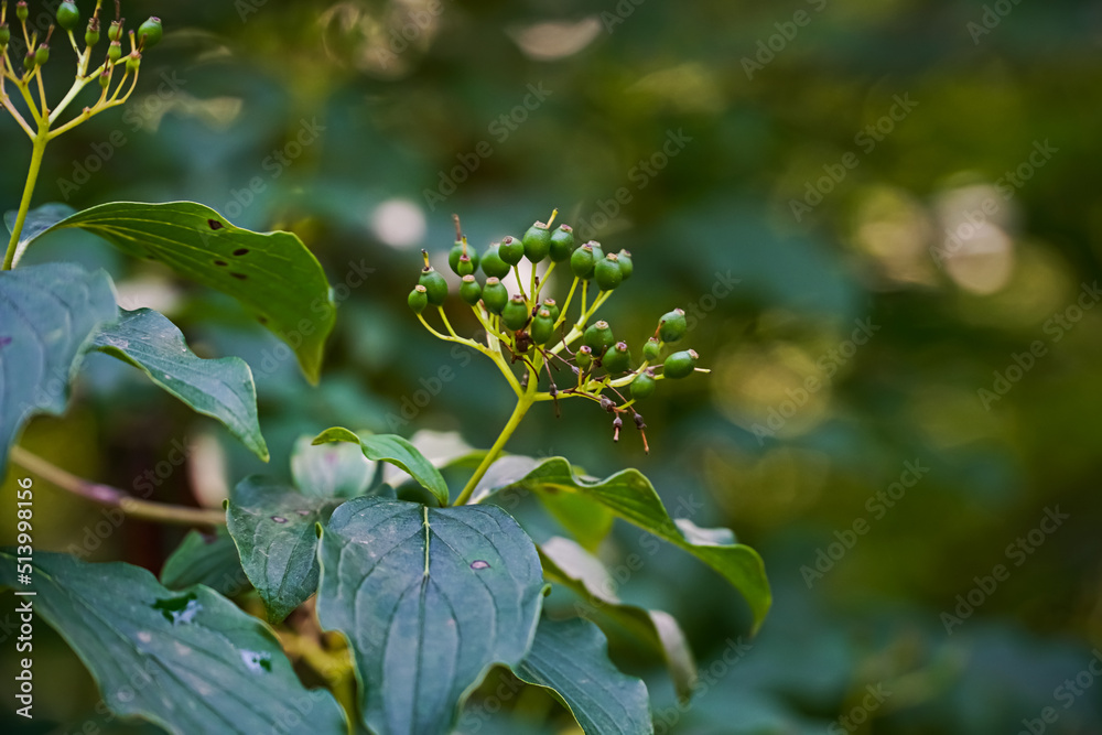 green fruits, berries of the forest shrub green fruits, berries of the forest shrub