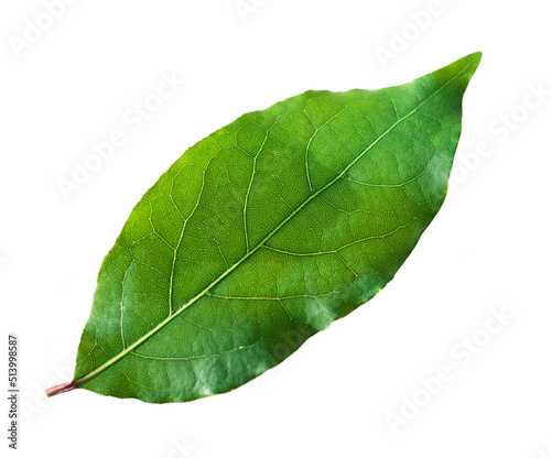 One laurel leaf isolated on a white background
