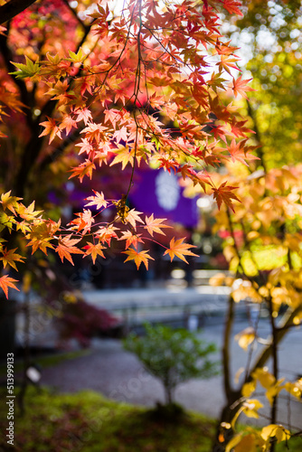 京都永観堂の紅葉