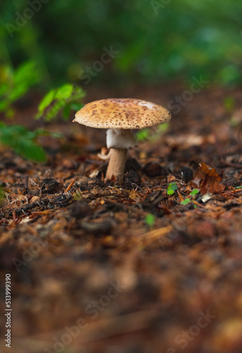 Blusher mushroom in forest