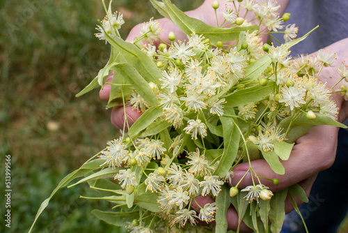 Woman holding Linden tree flowers and leaves in hands. Close up. Harvesting linden blossom