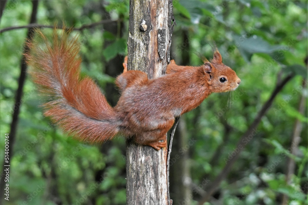 Écureuil roux (Sciurus vulgaris), Neuchâtel, Suisse. Écureuil roux (Sciurus vulgaris), Neuchâtel, Suisse.
