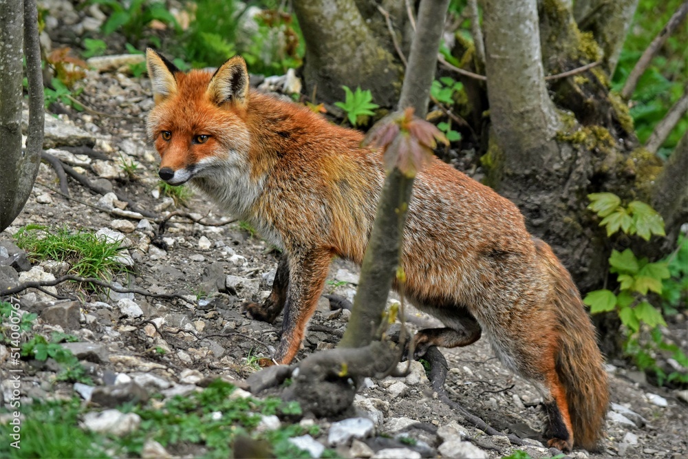 Fototapeta premium Renard roux (Vulpes vulpes), Neuchâtel, Suisse.