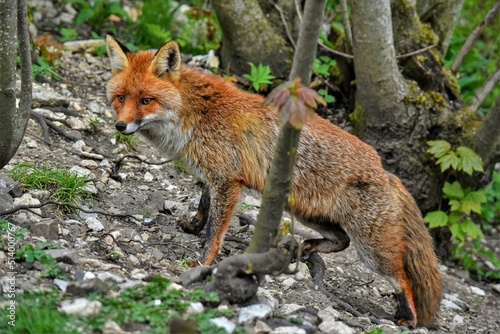  Renard roux (Vulpes vulpes), Neuchâtel, Suisse.