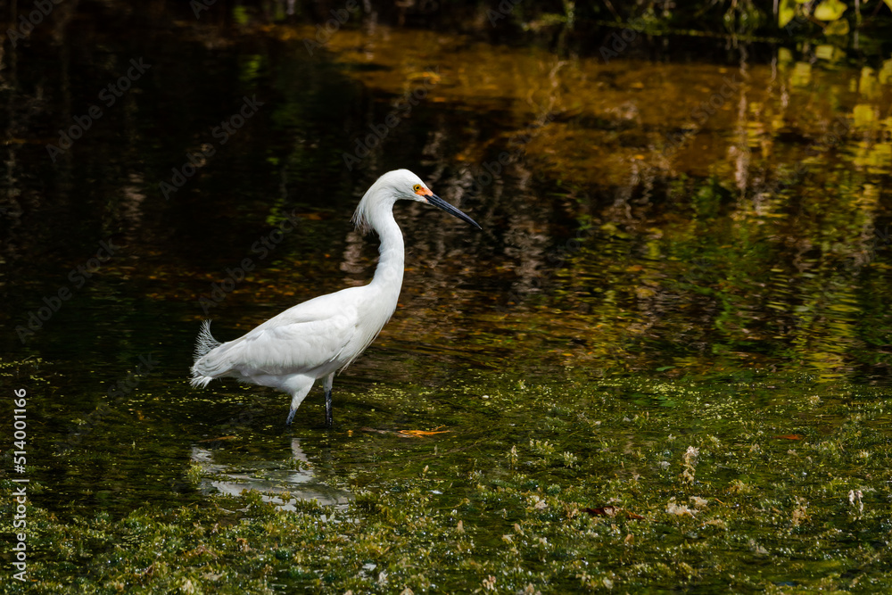 Naklejka premium Cattle Egret fishing in the pond at Orlando Wetlands Park in Cape Canaveral Florida.